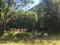 troupeau de vache en été dans le hameau du lavancher à Chamonix mont blanc France