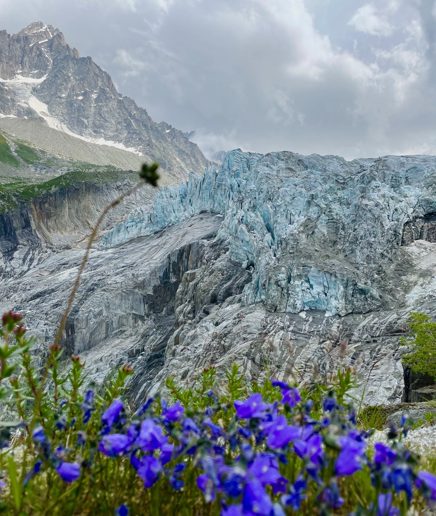 I fiori e i paesaggi montani della valle di Chamonix Mont Blanc