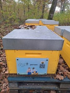 Ruche d'abeilles installée à l'Hôtel Jeu de Paume Chamonix, partenaire d'Adopte une Ruche